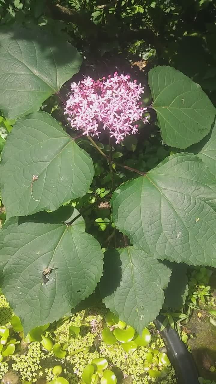 Hortensia Mexicana Clerodendrum Bungei - Etsy España