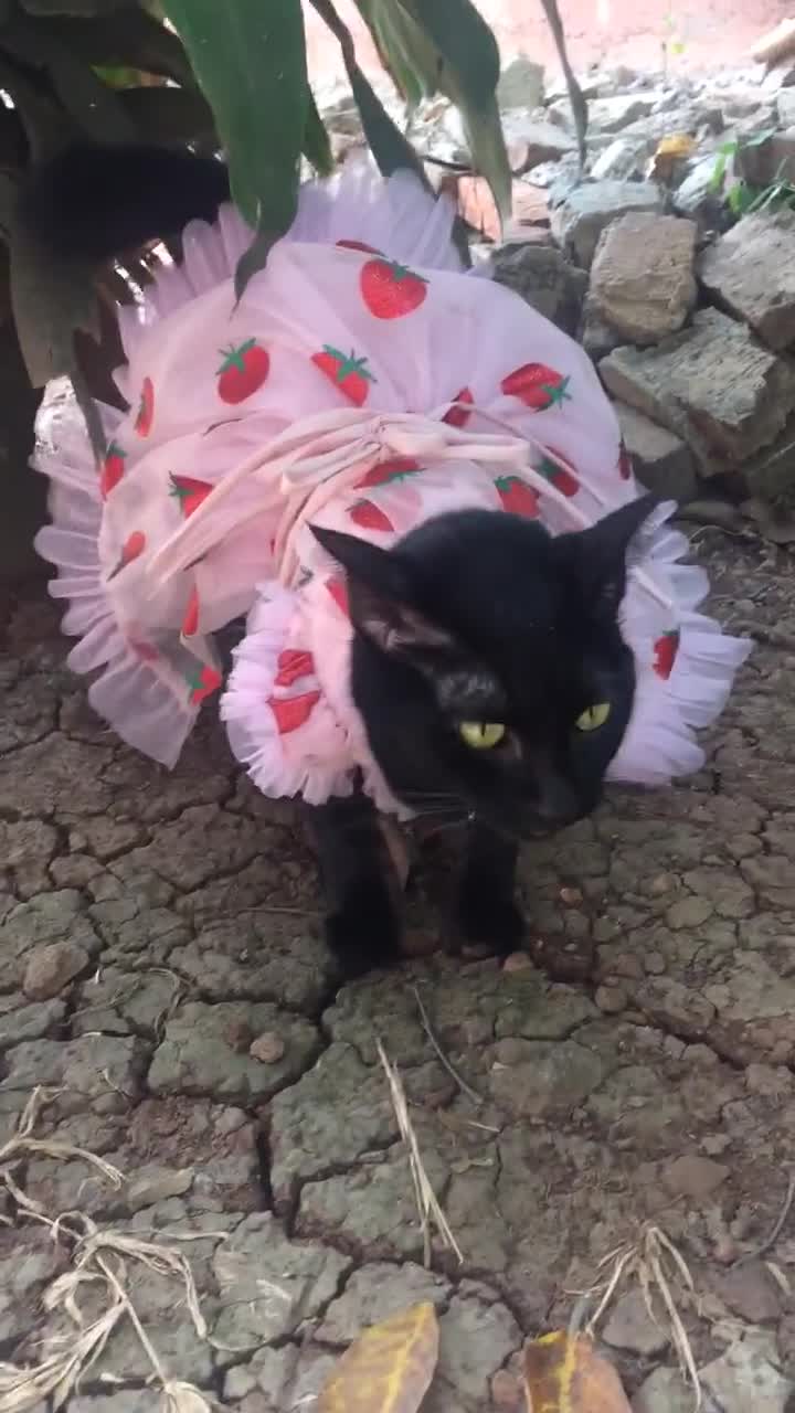 strawberry cat dress