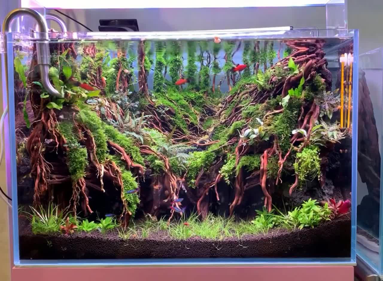 Aquascape Aquarium Driftwood Bonsai Tree Aquascaping Ideas For Finland