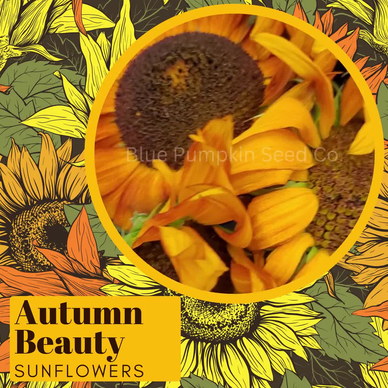 Semillas de girasol surtidas de Autumn Beauty reliquia: - Etsy México