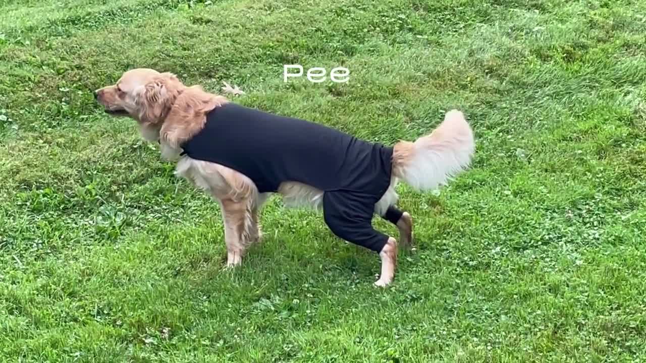 dog recovery suit with legs