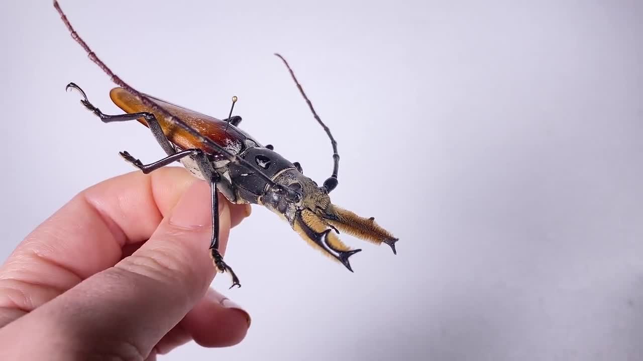 Long horned beetle Callipogon barbatus for taxidermy artwork jewelry insect  collection