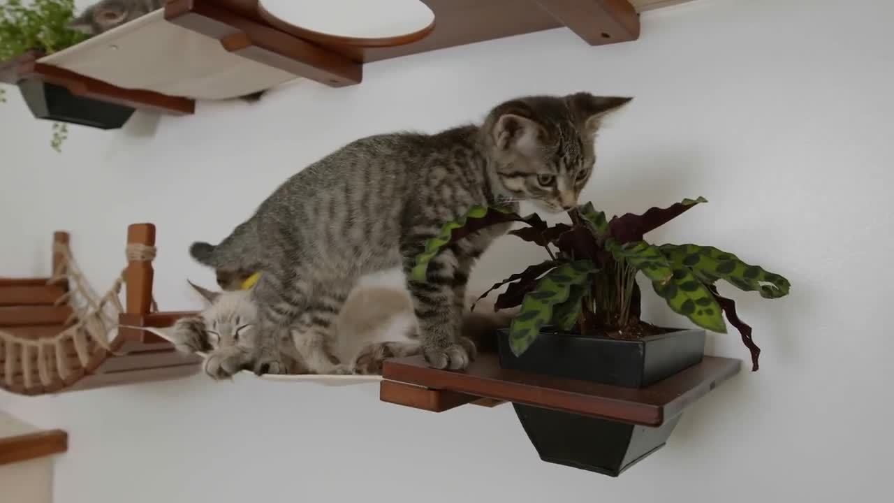 Mini Garden Cat Condo Cat Hammock Cat Scratching Post Cat - Etsy