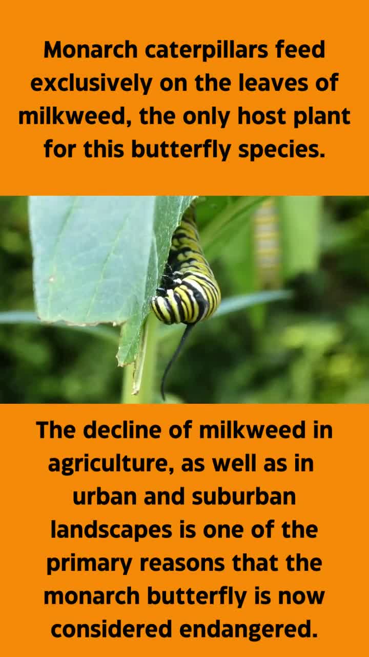 Save the Monarch Butterfly, Plant Native Milkweed Coffee Mug. Two Color  (Blue White) Mug. Ecology, Activist, Gardener, Nature Lovers Gift.