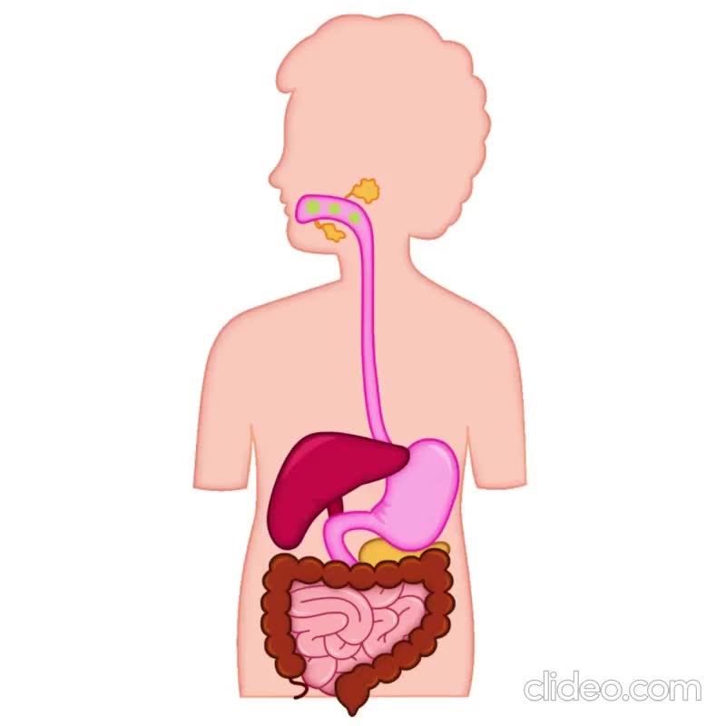 Digestive System Clip Art Printable Png and Animated Gif - Etsy Finland