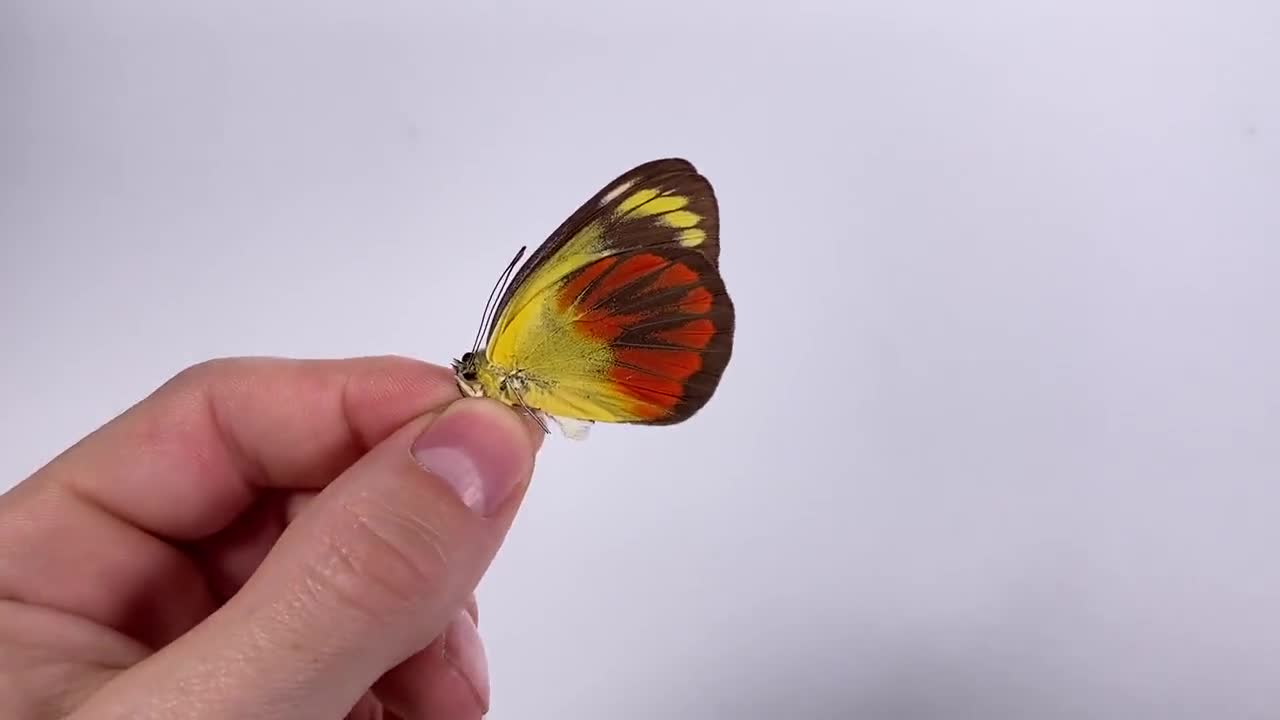 unmounted butterfly DELIAS CAENEUS CAENEUS 