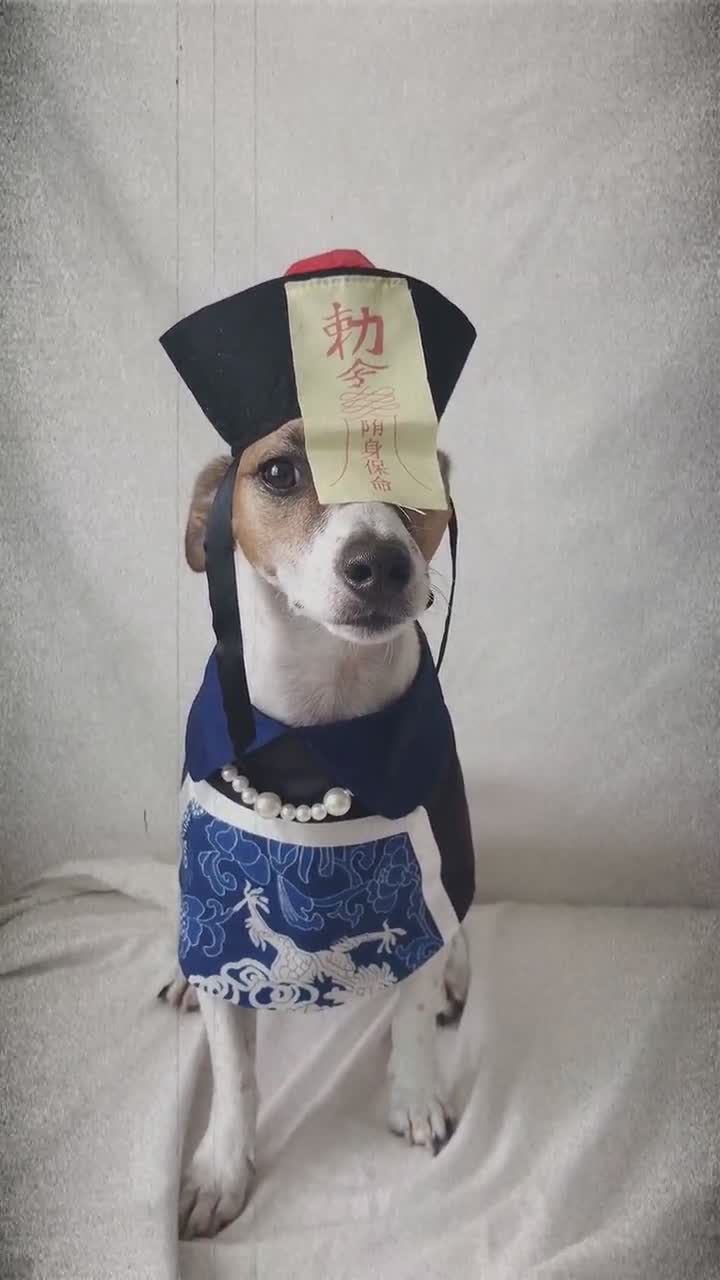 chinese hat for dogs