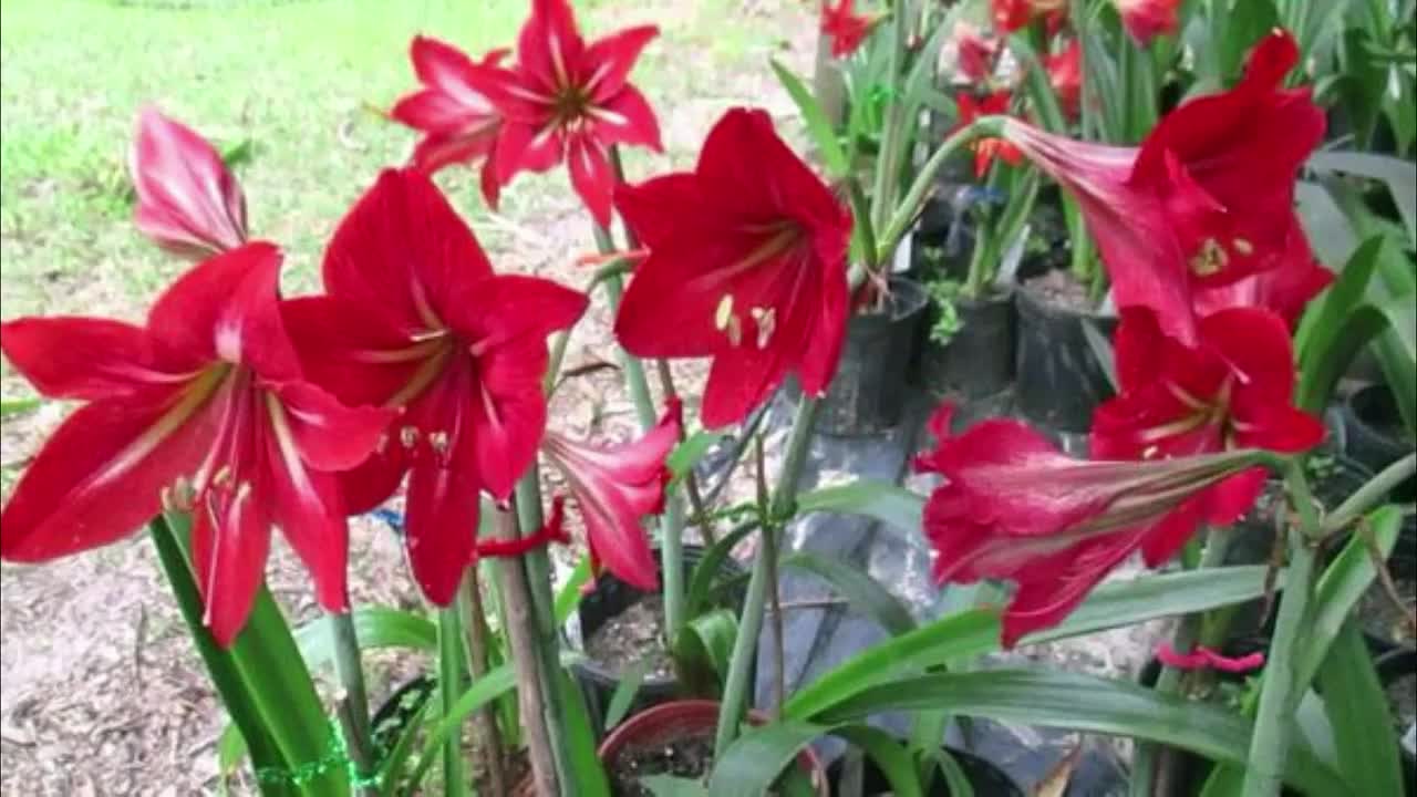 Buy Hippeastrum Amaryllis Stargazer 5 Seeds Online in India - Etsy