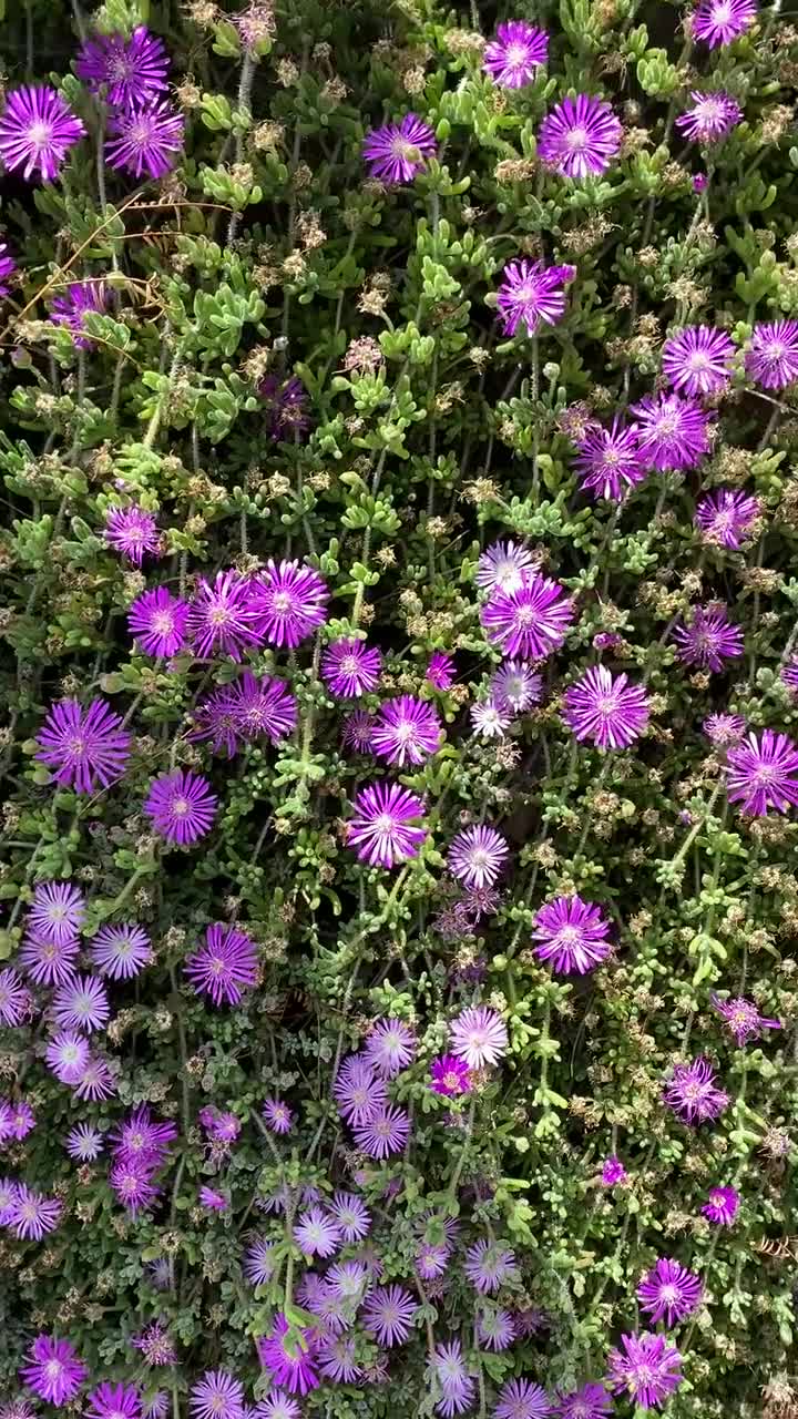 Purple Ice Plant Cutting Delosperma Cooperi Succulent   Etsy ...
