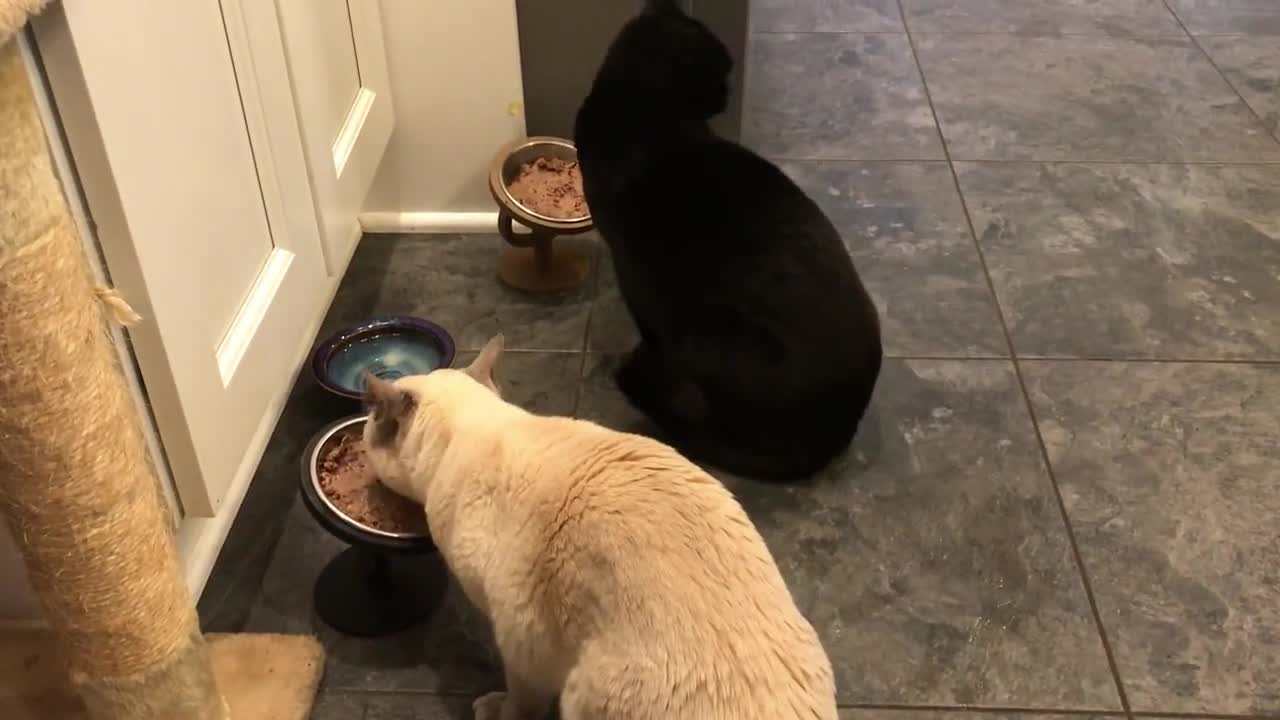 scarf and barf cat bowl