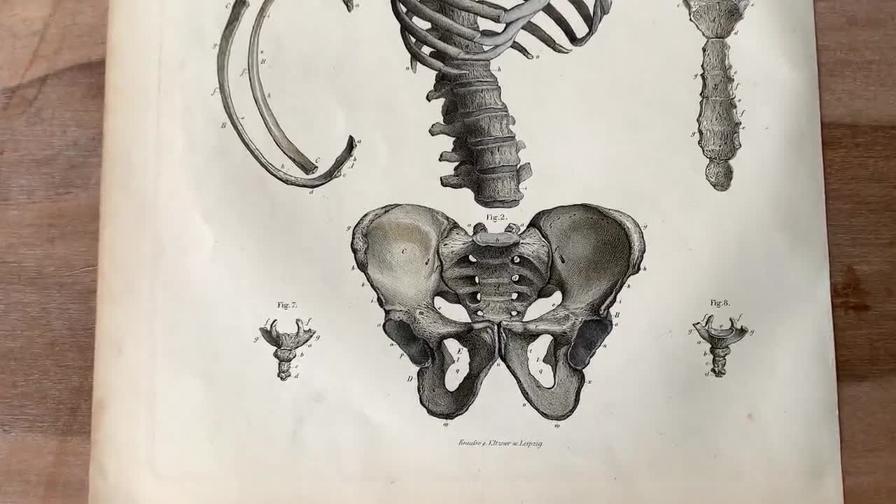1871 Antique Medical Engraving Human Bones Print spinal column backbone ...