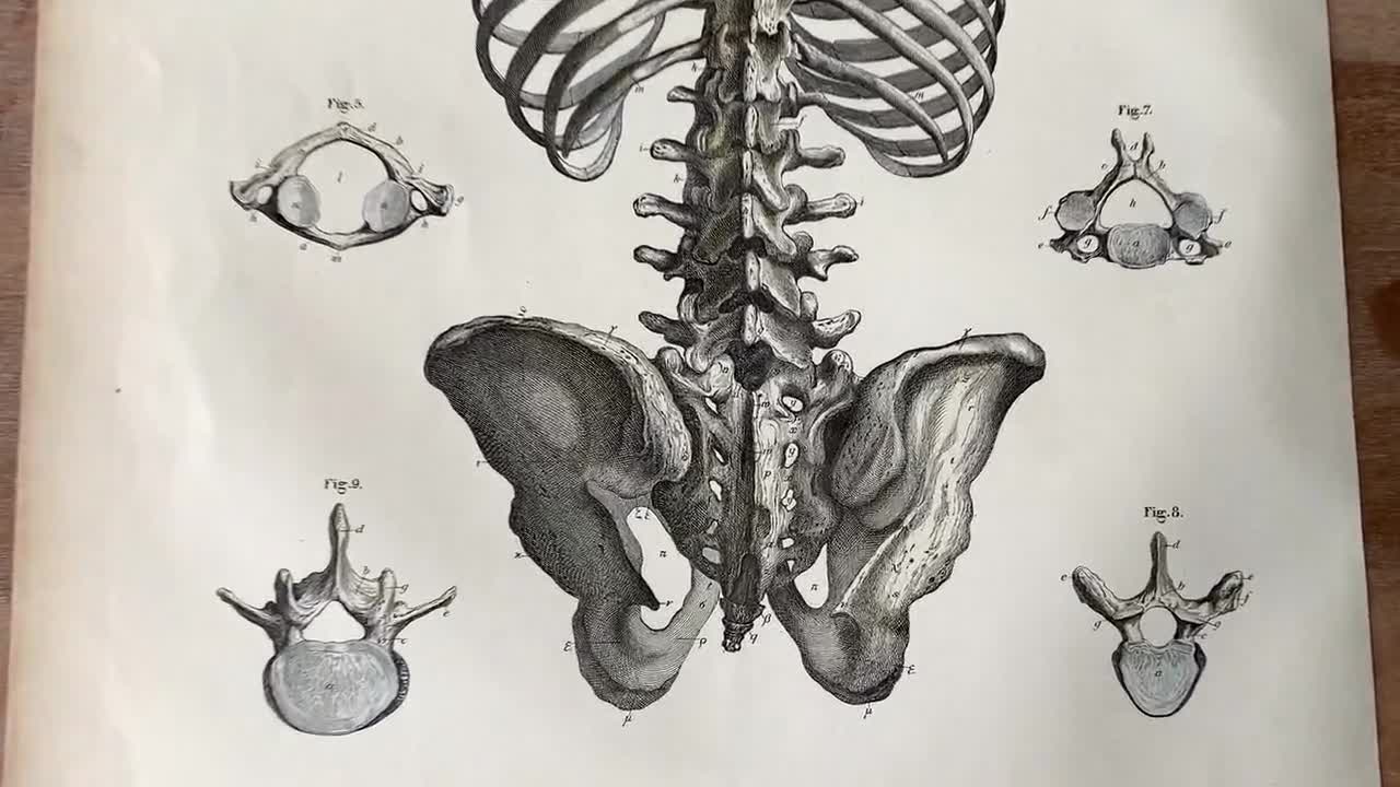 1871 Antique Medical Engraving Human Bones Print spinal column backbone ...
