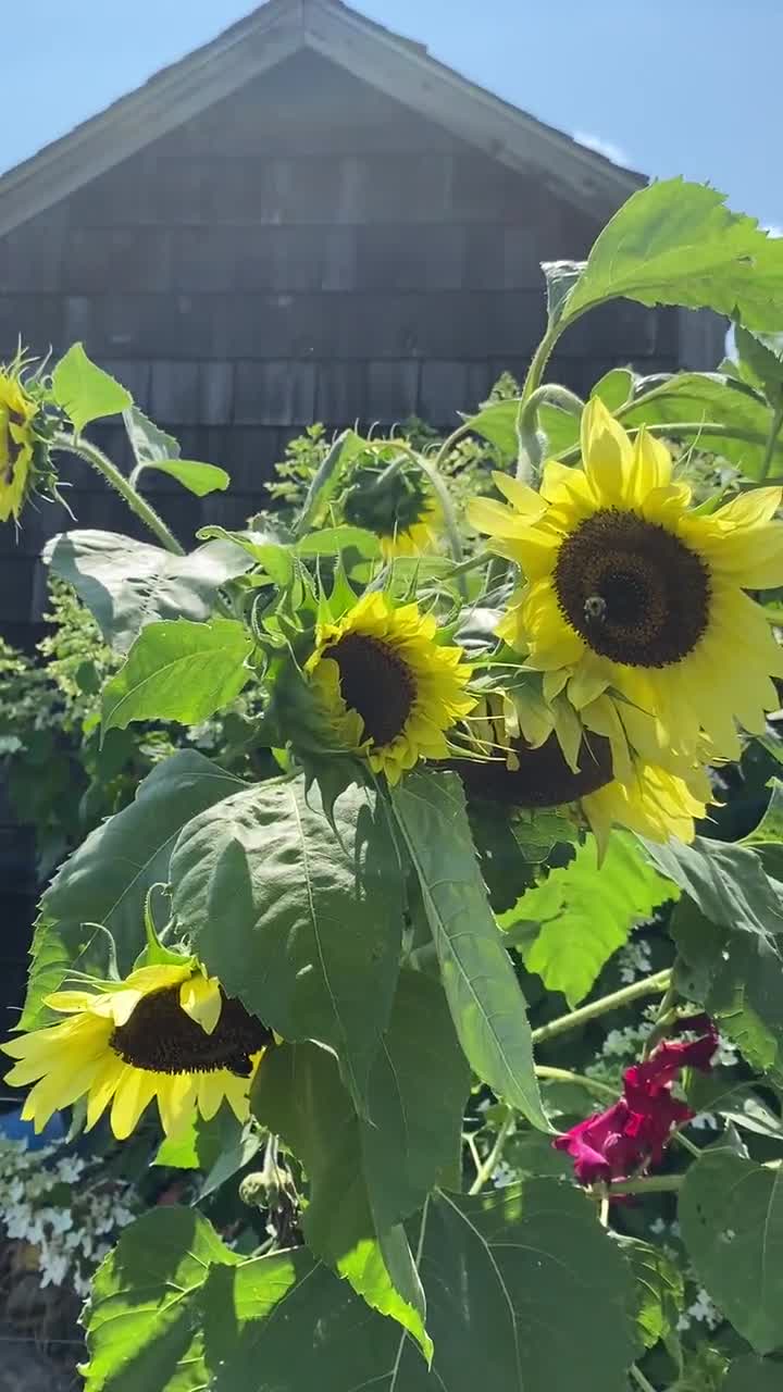 Semillas de girasol Lemon Queen semillas de Helianthus annus - Etsy España