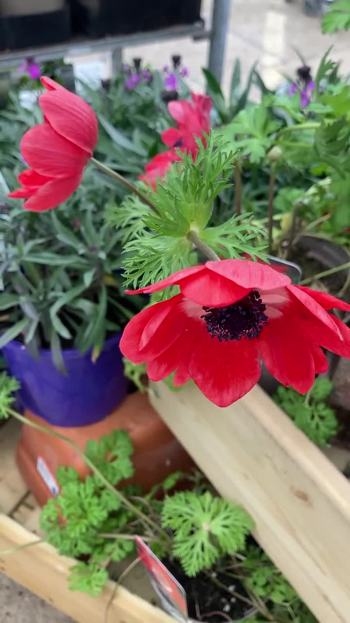 Free UK Postage Corms To Plant Yourself 30 x Mix coloured Anemone 