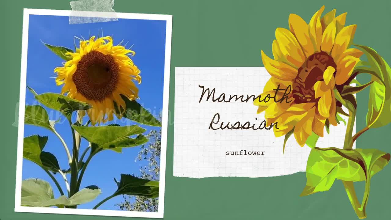 Mammoth Sunflower seeds annual, heirloom Giant sunflowers, edible  sunflower heads, tall sunflowers, pollinator attractor