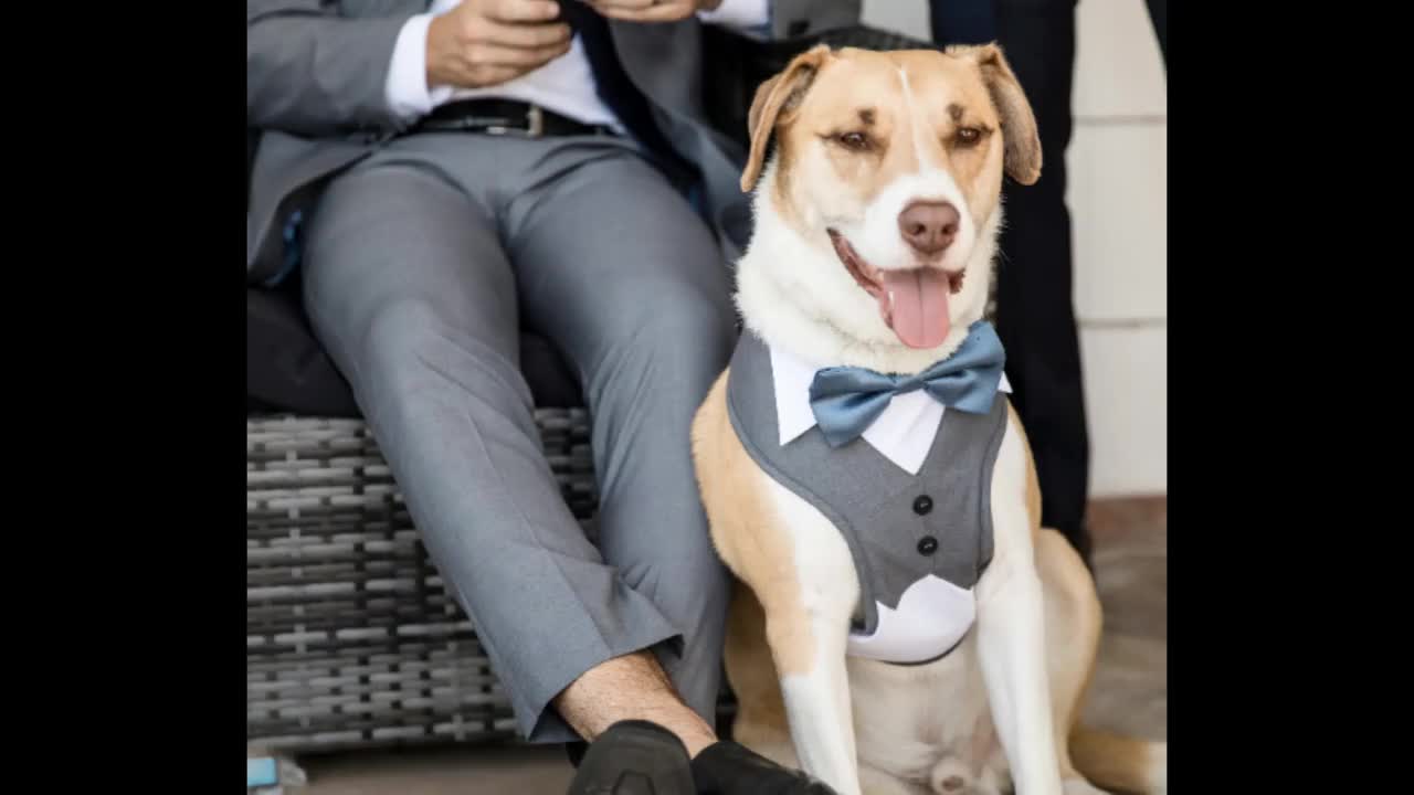 mediano y grande M boda Bandana de esmoquin formal para perro collar de perro con pajarita ajustable para perro pequeño