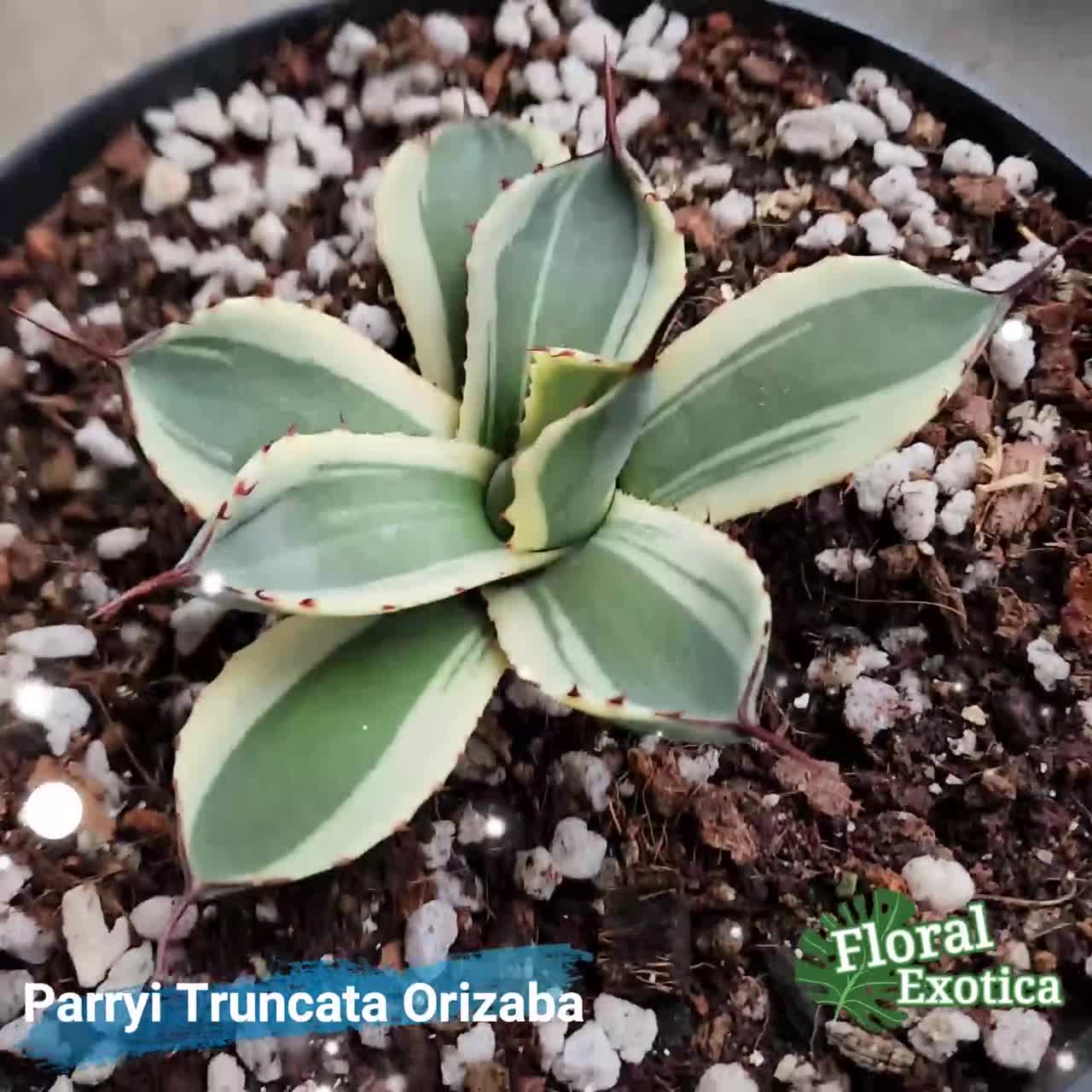 S503-5 超希少 完美形Agave parryi var. truncata Orizabaアガベ