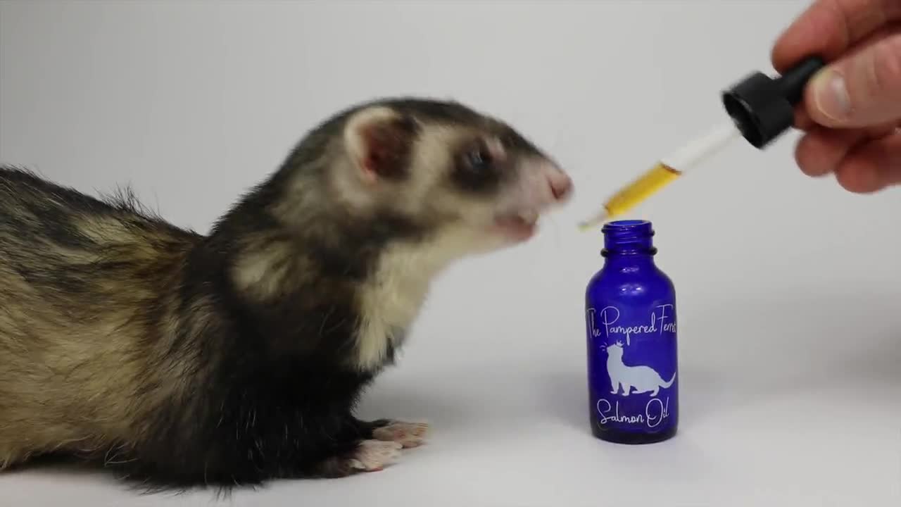 ferret fish oil