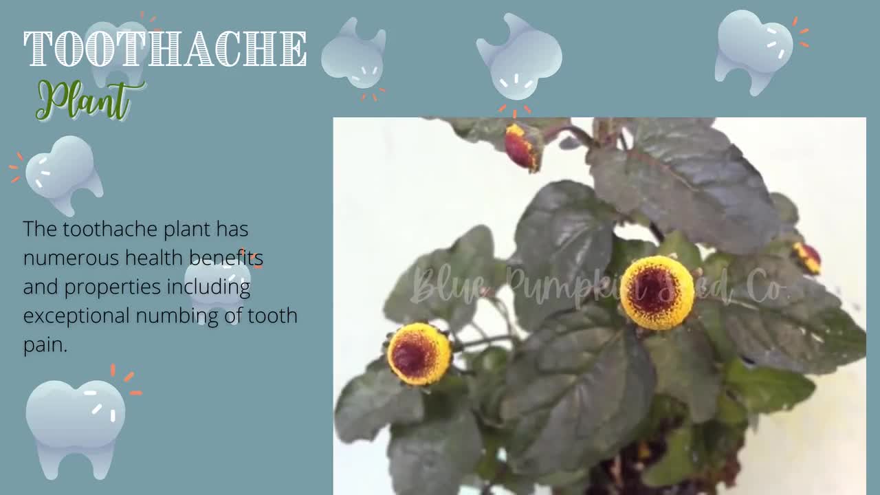 Toothache plant seeds: jambu, electric daisy, paracress, eyeball plant,  buzz button, ancient Peruvian flower, perennial, herb, medicinal