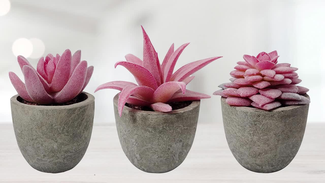 Succulent in Pot Artificial Plant Quirky Fun Design Cheetah Animal Pink Aztec 