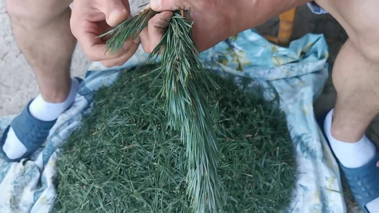 100% naturale di aghi di pino essiccati grammi per sacchetto erba curativa cinese 25 pezzi da 1 