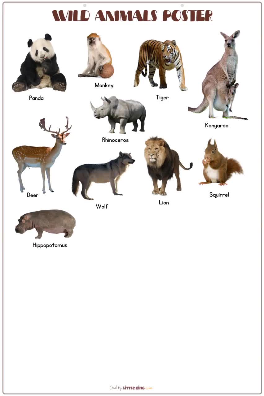 WILD Animals Poster With Real Pictures Animal Portrait Print - Etsy  Australia