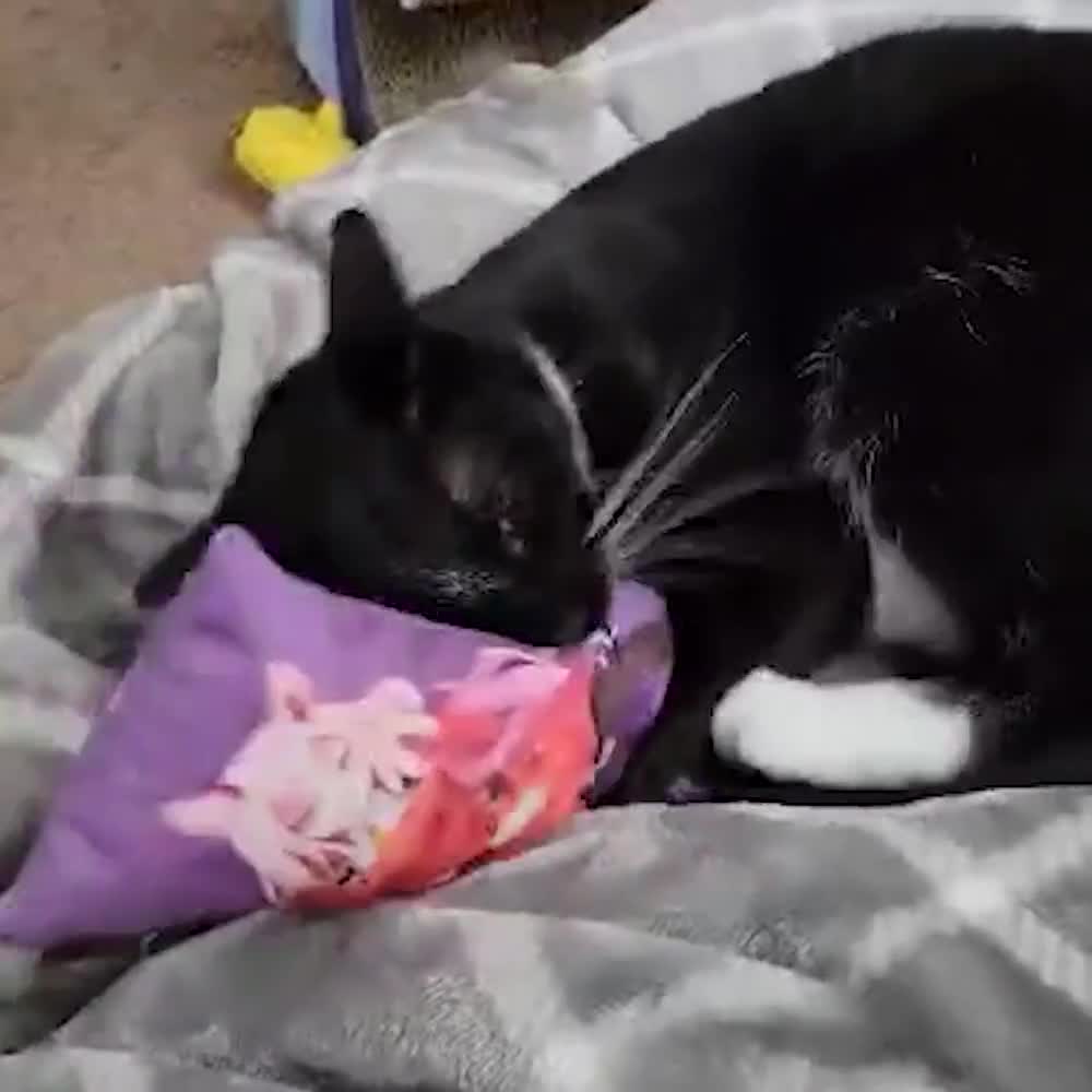 cat waifu pillow