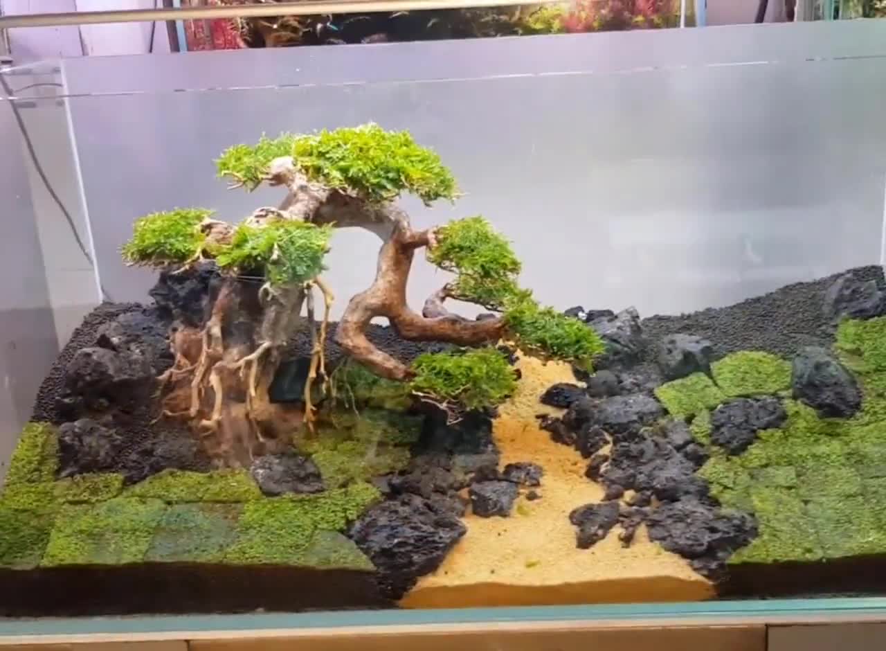 Veronderstelling verkoper Burgerschap Aquarium Plants Bonsai Driftwood for Fish Tank Decoration Home - Etsy