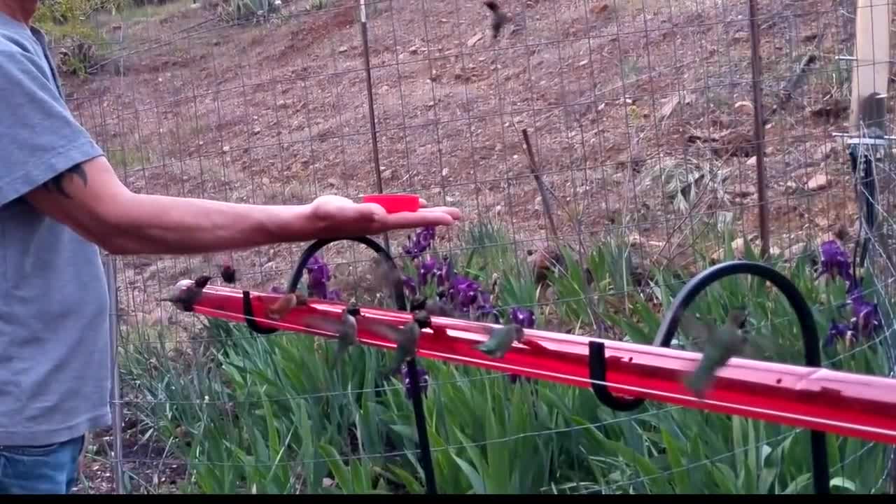 anna best hummingbird feeder