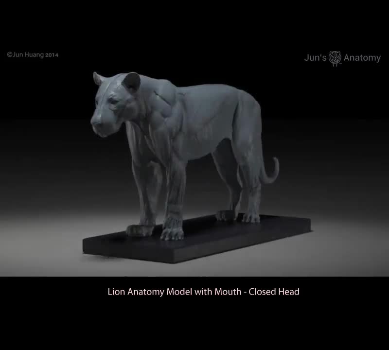 Anatomía del León modelo 1/6a escala carne y músculo - Etsy México