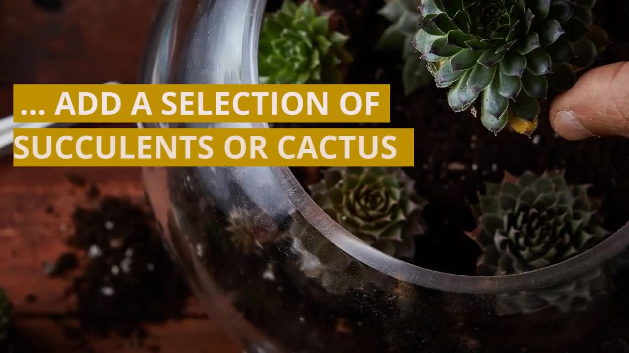 Plant Terrarium Kit for Succulent Plants and Cacti Includes Cactus Soil Mos... 
