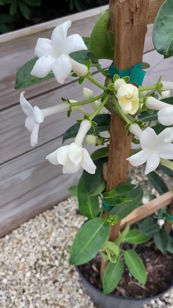 Jazmín de Madagascar Stephanotis floribunda maceta de 10 - Etsy España