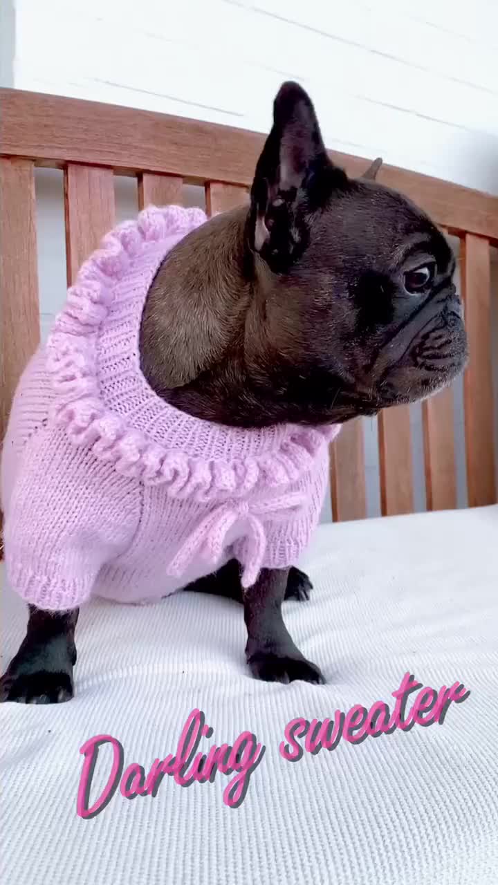 free knitting pattern for french bulldog coat