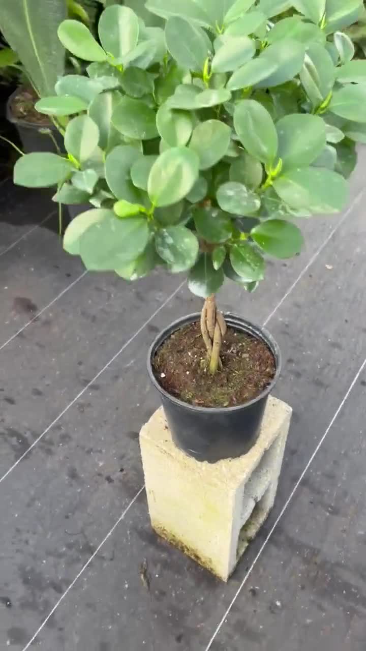 Pacific Tropicals and Succulents Ficus Benjamina Ships in 4 inch Grow Pot-Homegrown 